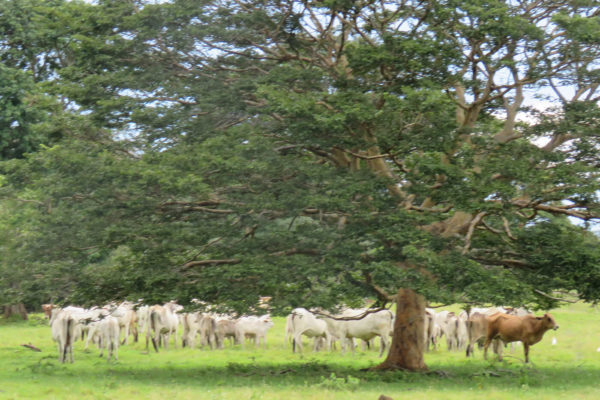 apoyo-sectores-turismo-casanare-33