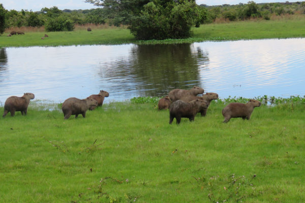 apoyo-sectores-turismo-casanare-40