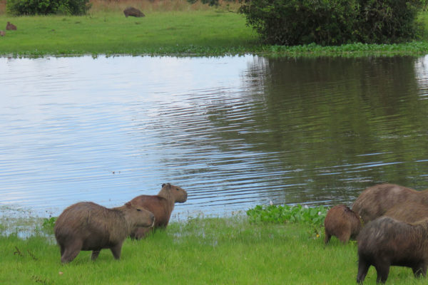 apoyo-sectores-turismo-casanare-41