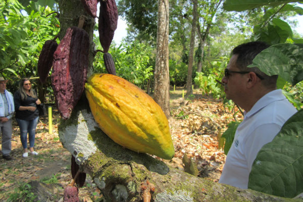 arauca-cacao-apoyo-sectores14