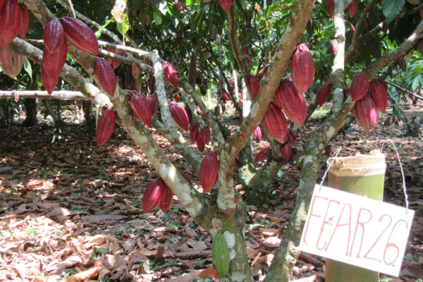 arauca-cacao-apoyo-sectores16
