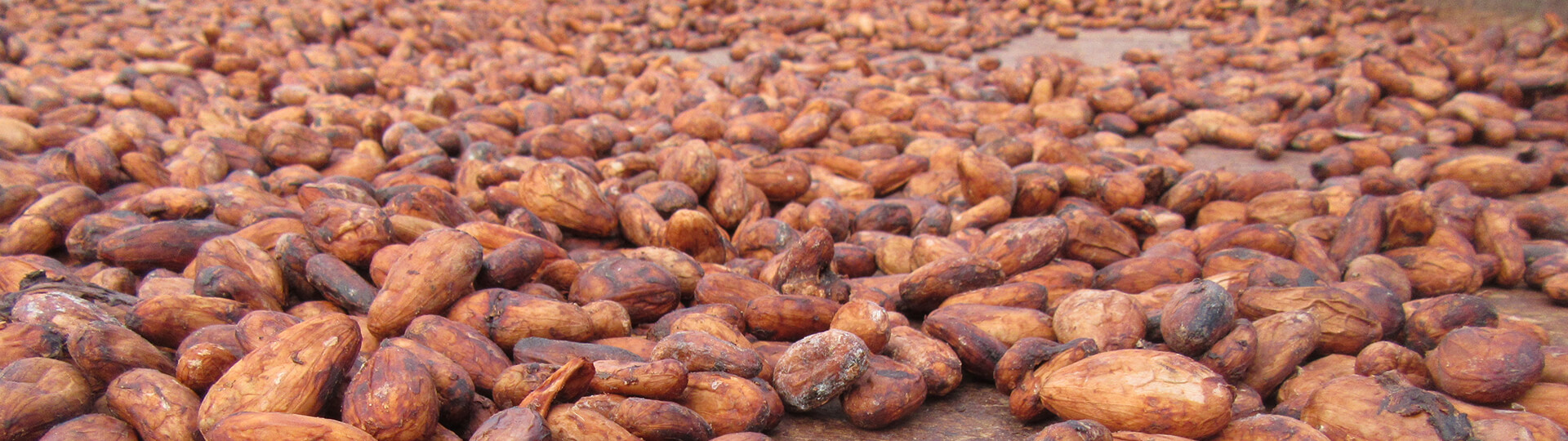 Nuevos Desafíos para el cacao de exportación