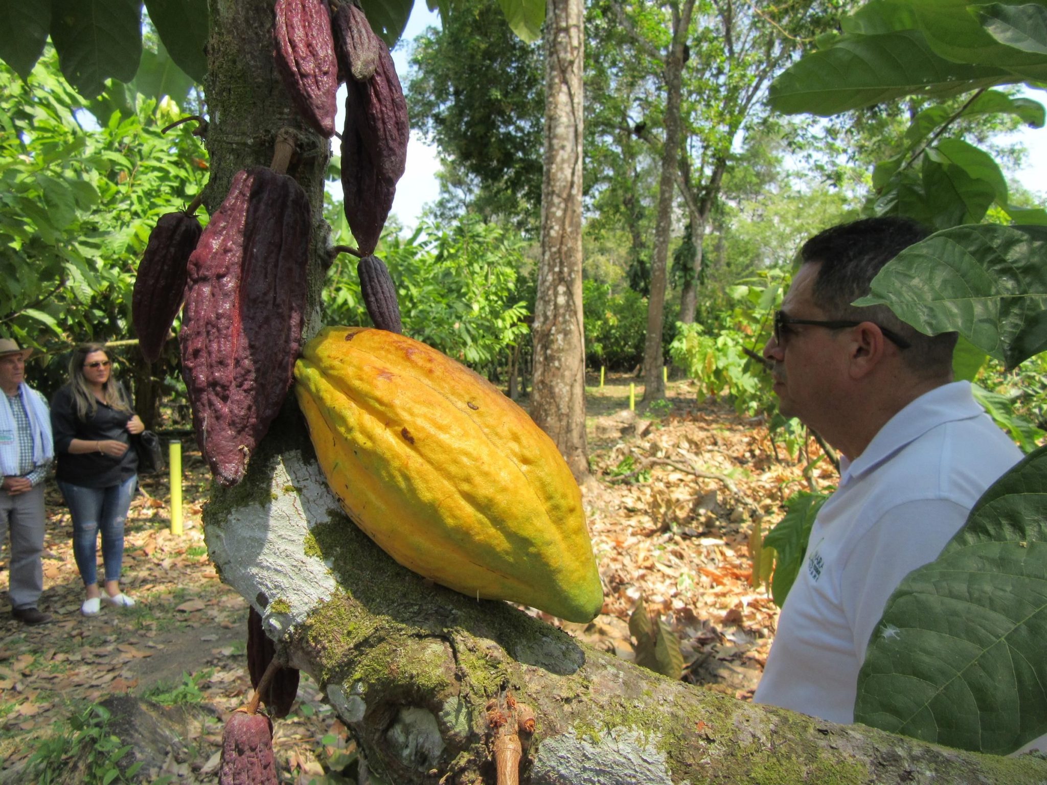 Desde Arauca para el resto del mundo: Cacao de exportación