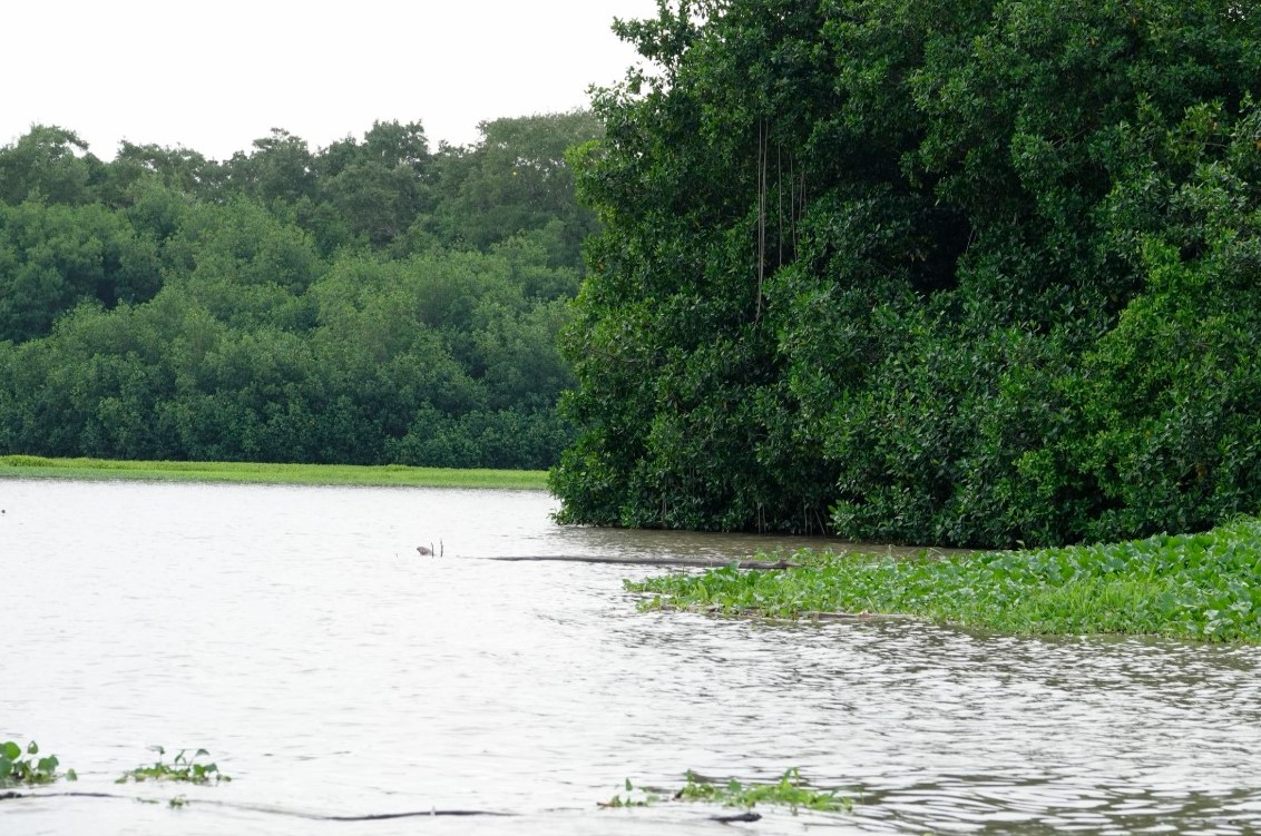 El amor por el medioambiente y los relatos (Macondo parte II)