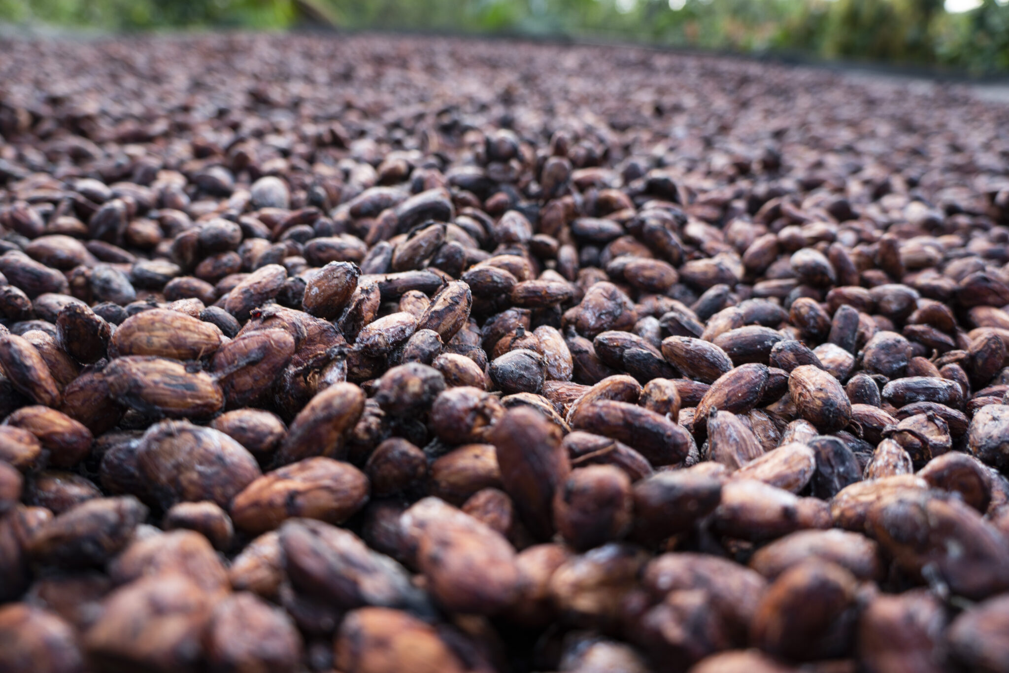 Bionanotecnología: la solución a los obstáculos del cacao colombiano en los mercados internacionales