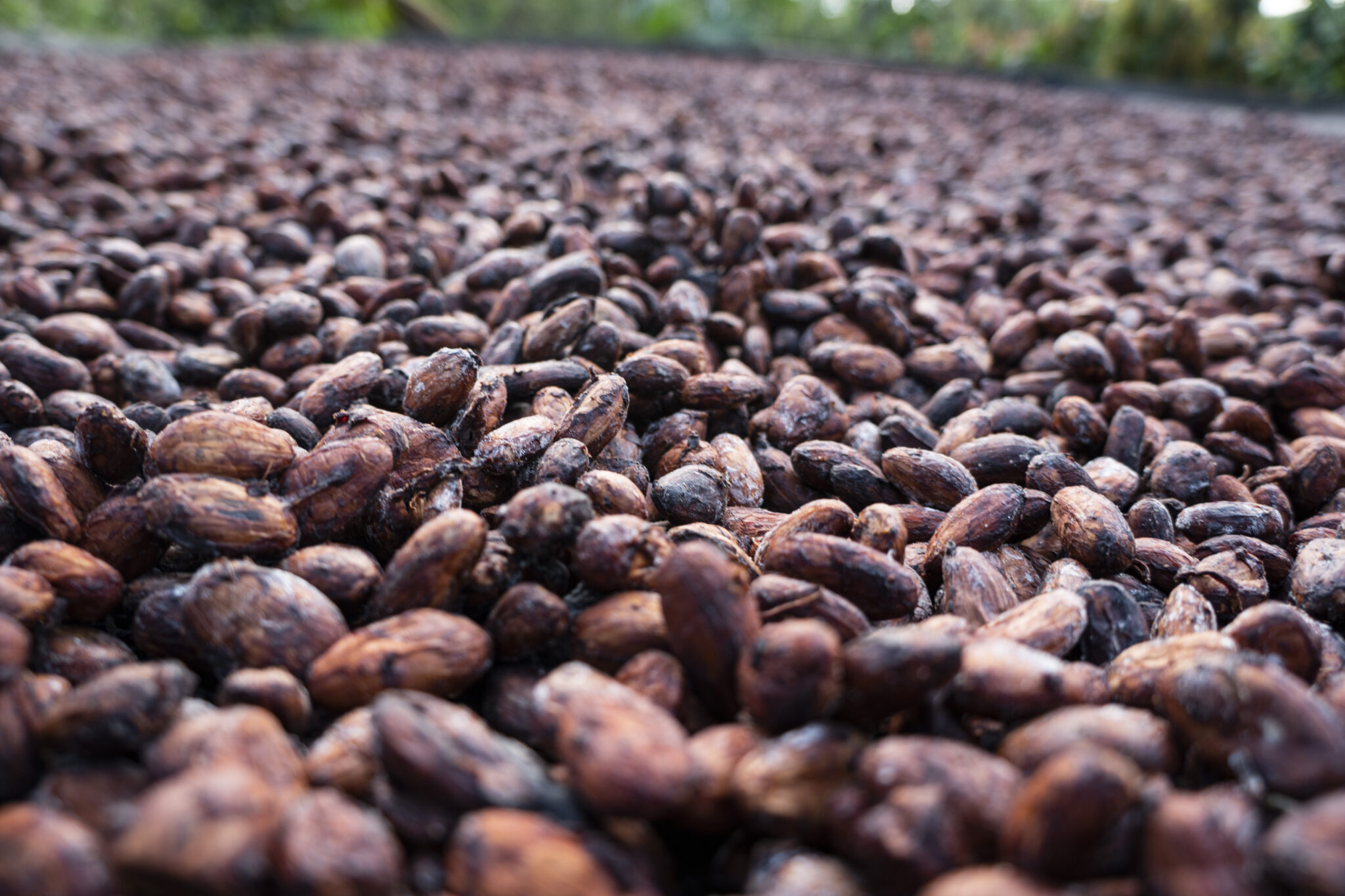 Cacao Especial, tan grande como el café