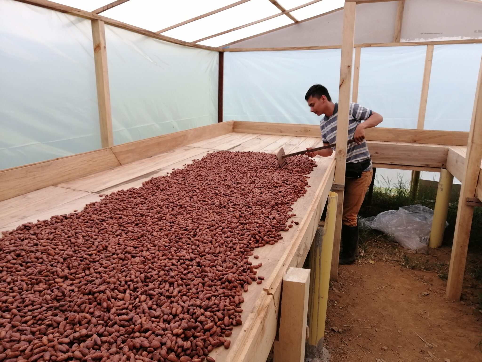 El salto tecnológico del cacao en el Tolima