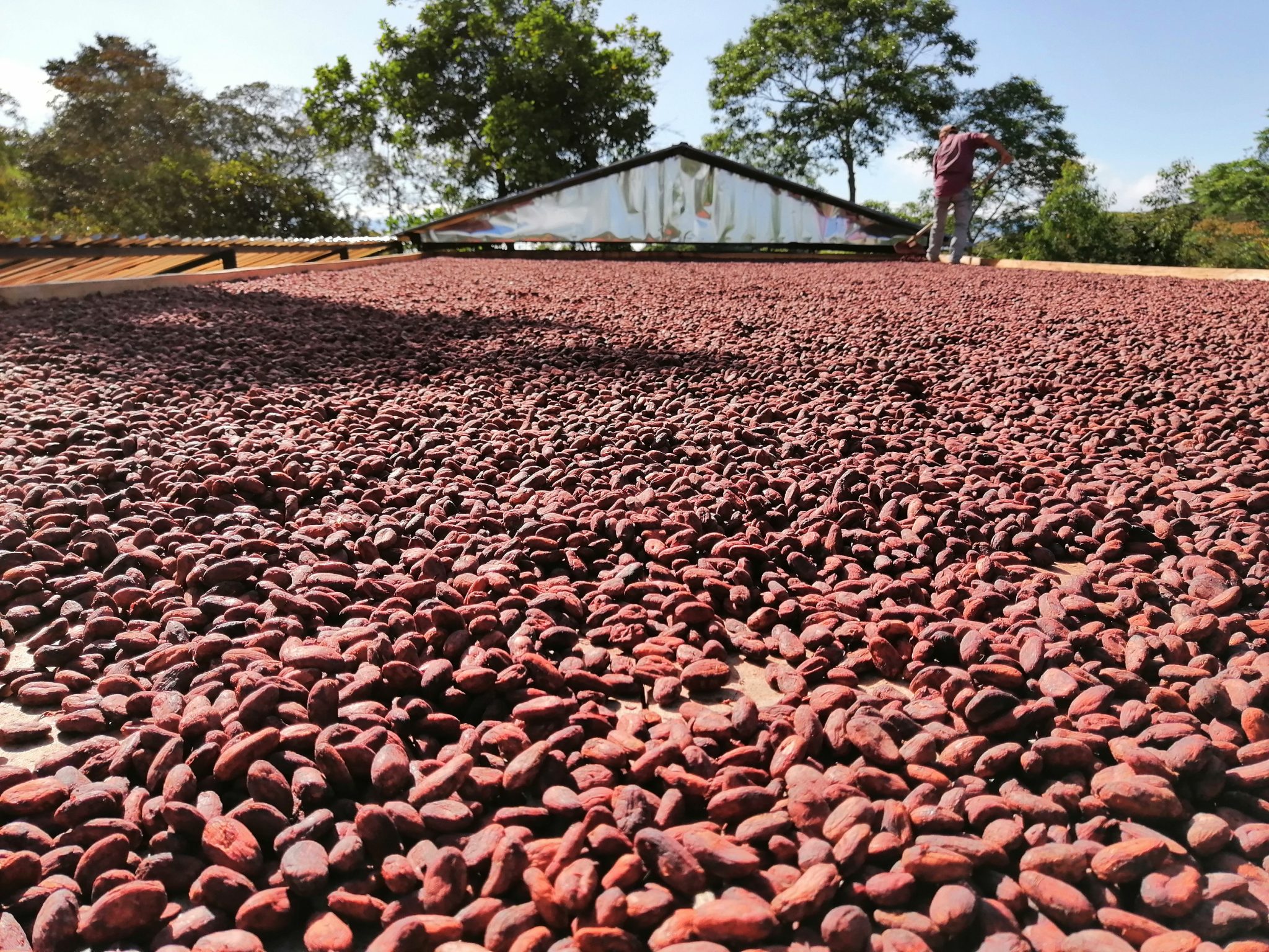 Potenciando el cacao colombiano con inclusión y sostenibilidad 