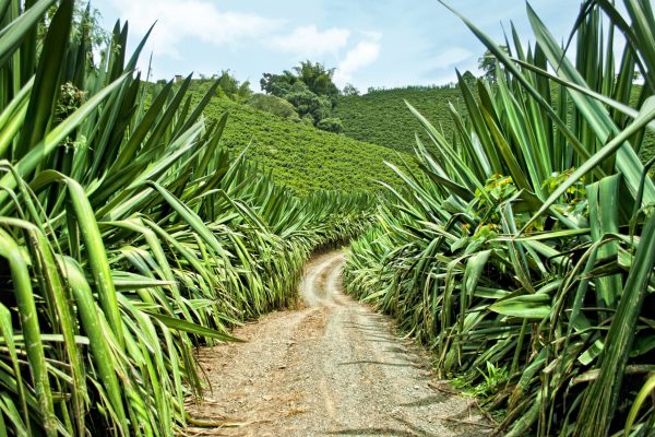 Antioquia (2)